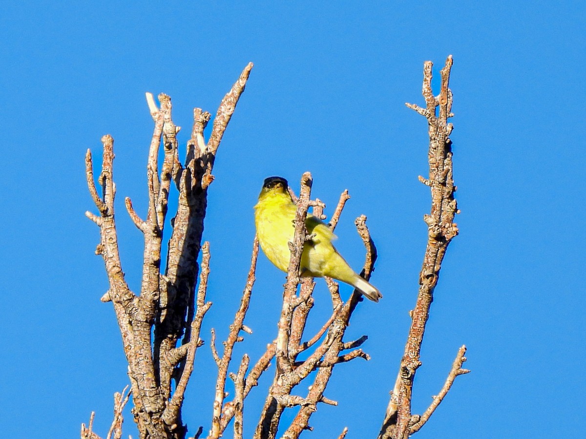 Lesser Goldfinch - ML645846481