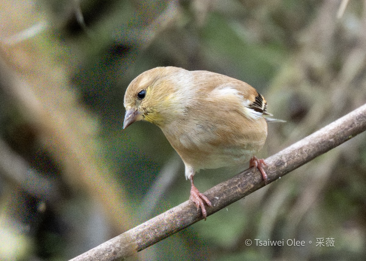 American Goldfinch - ML645846482
