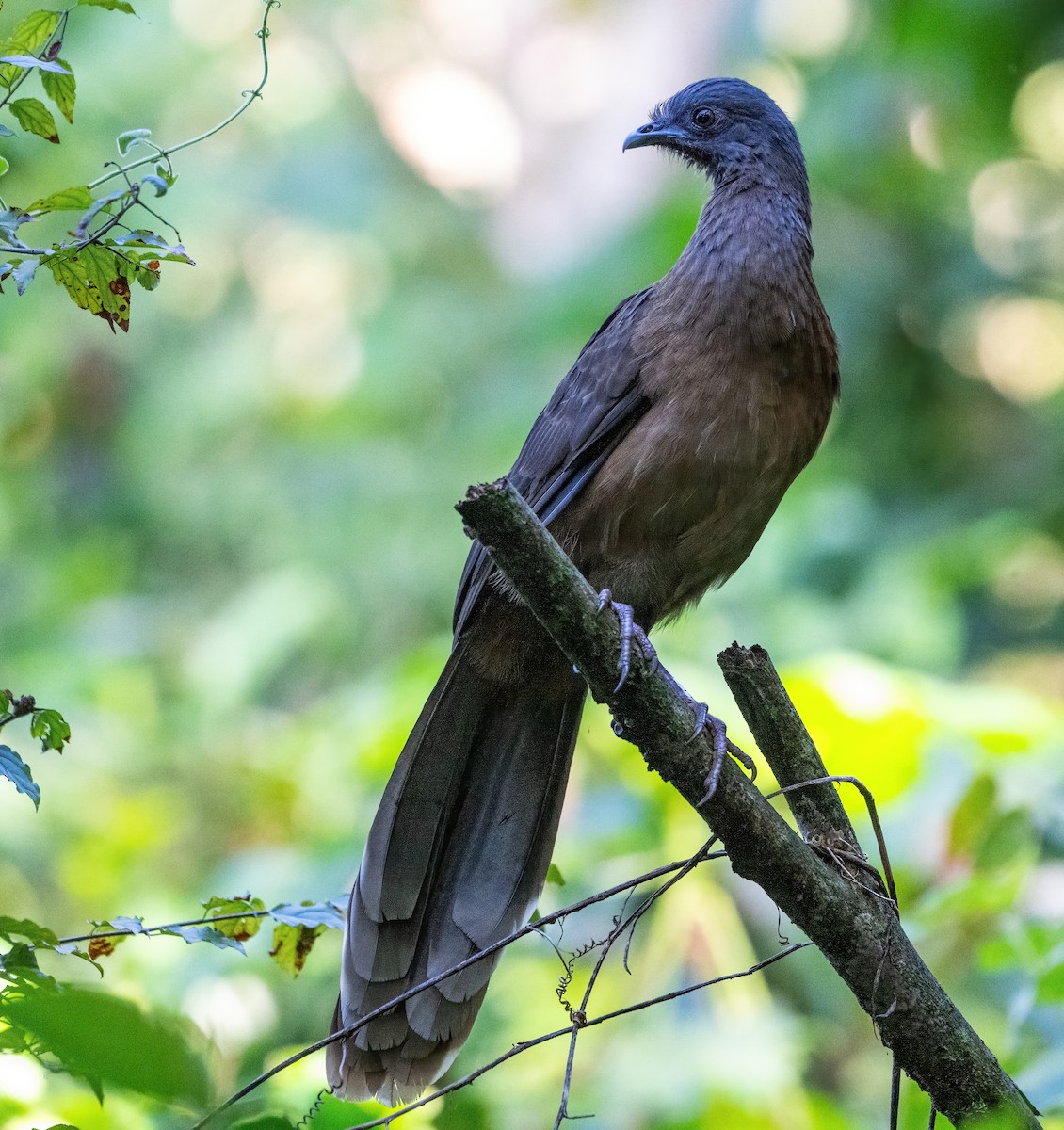 Plain Chachalaca - ML645846484