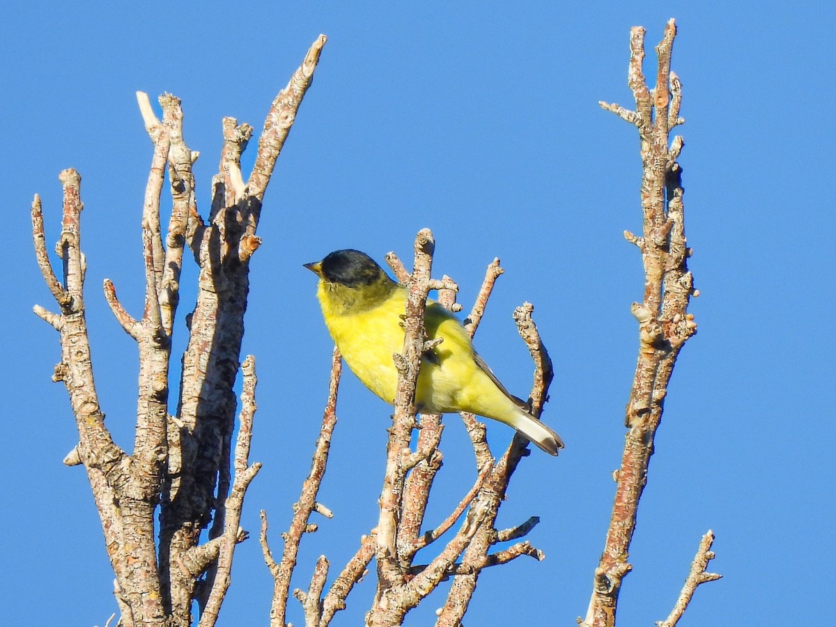 Lesser Goldfinch - ML645846486