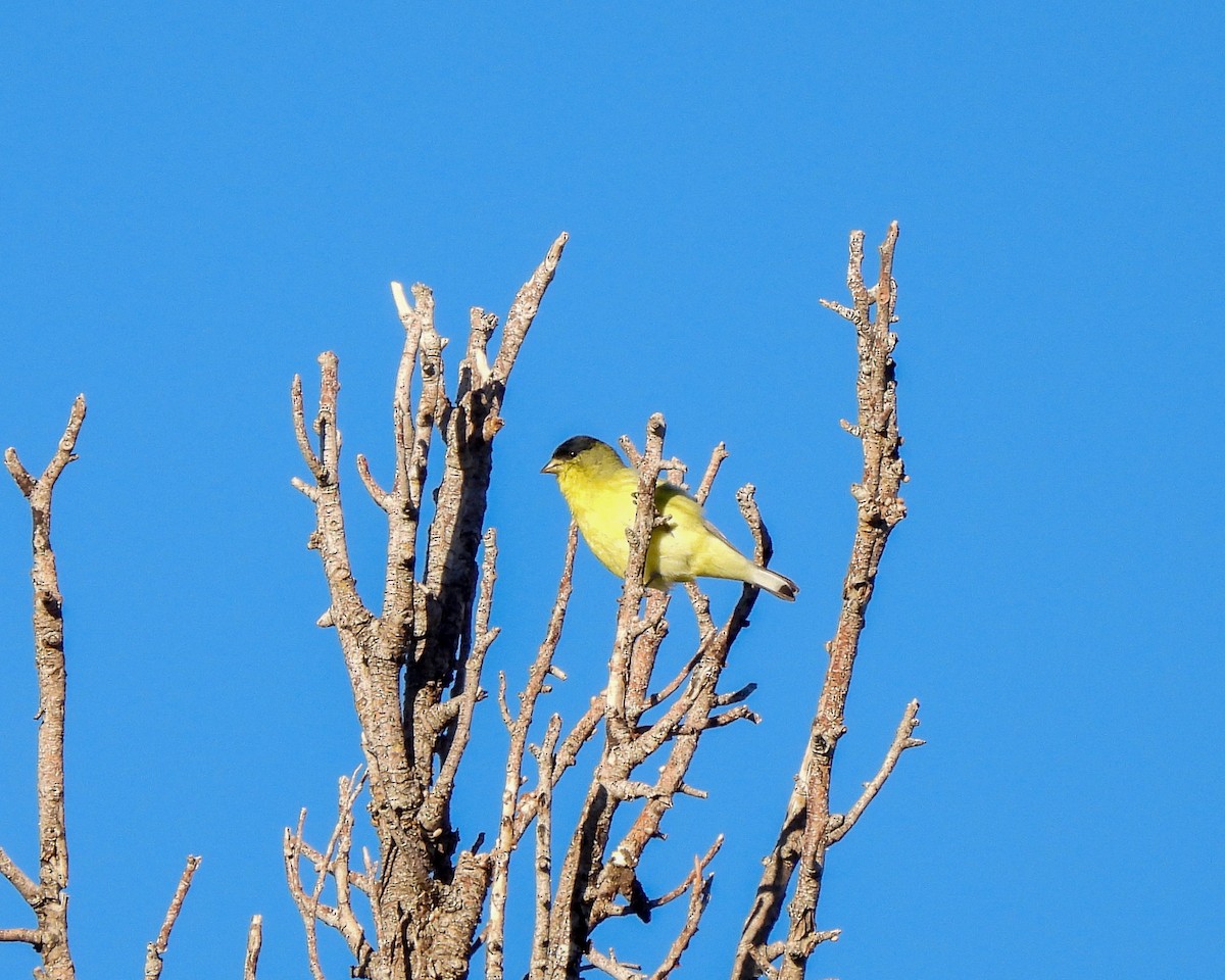Lesser Goldfinch - ML645846492
