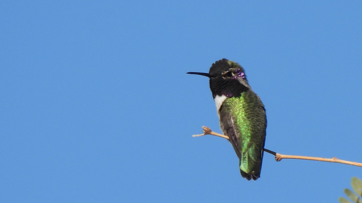 Costa's Hummingbird - ML645846493