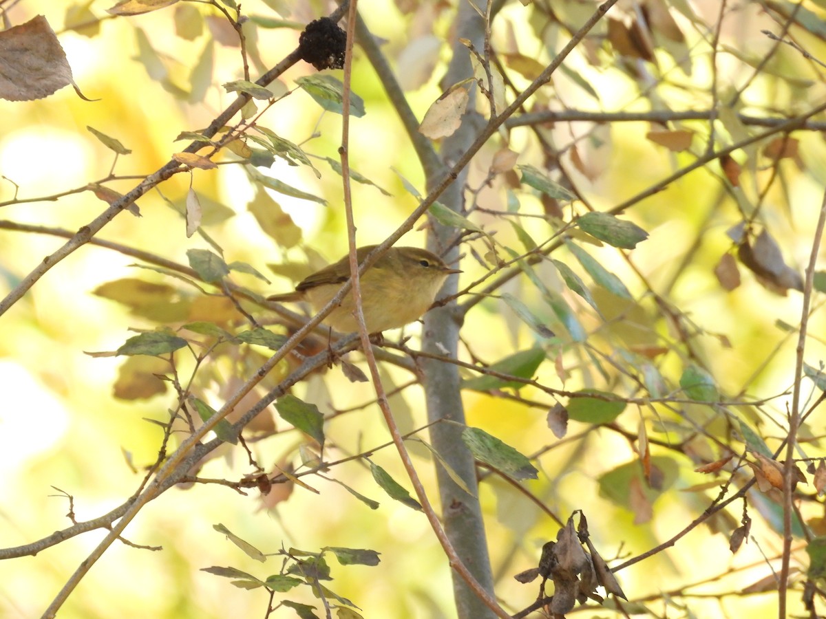 Common Chiffchaff - ML645846494