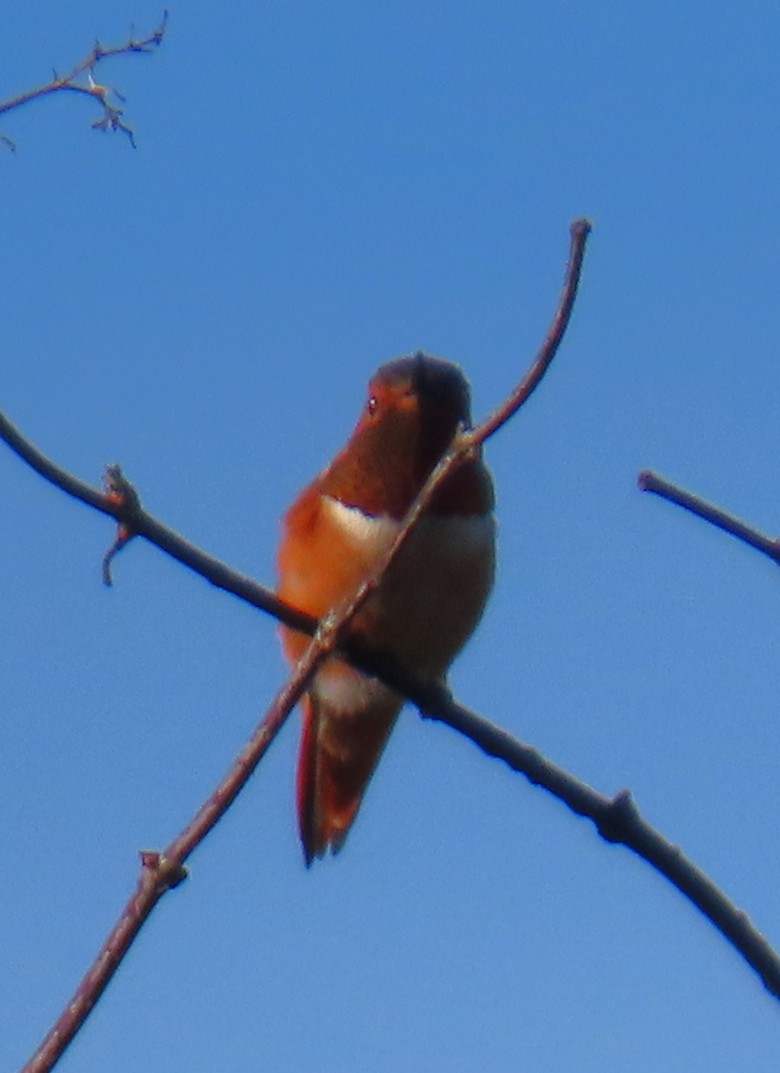 Allen's Hummingbird - ML645846495