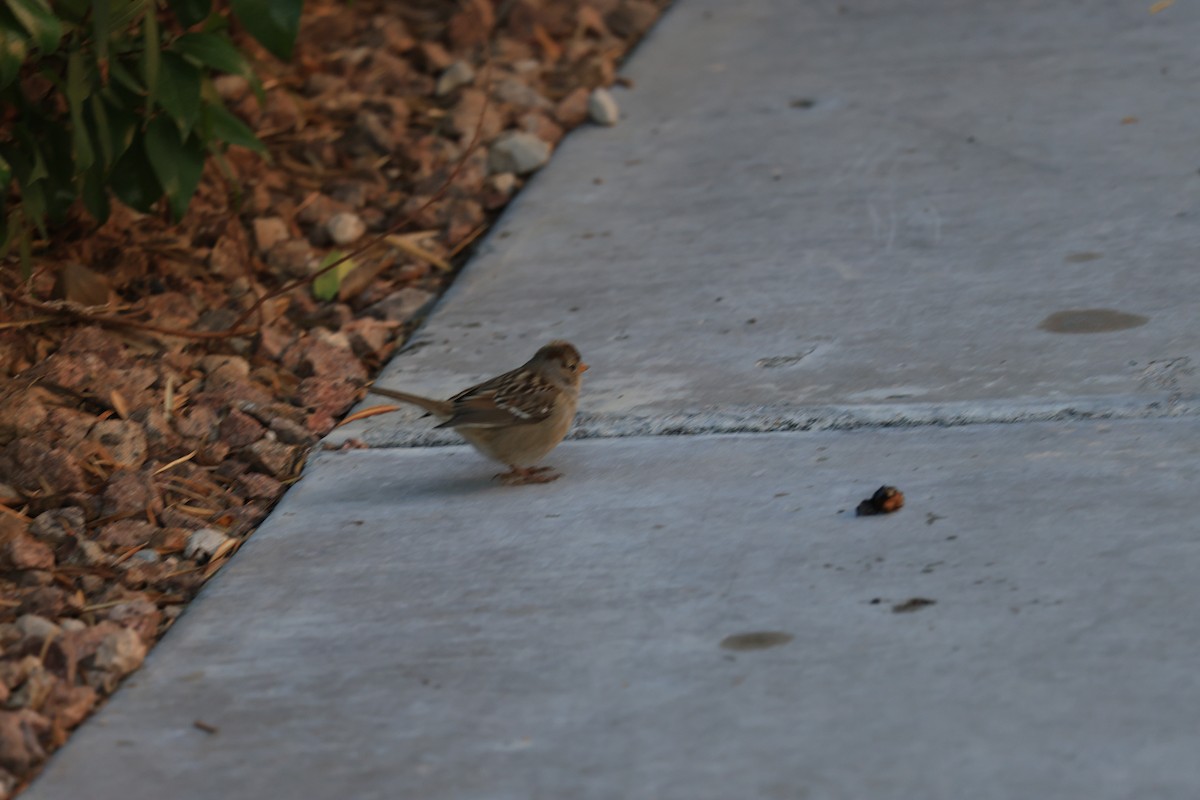 White-crowned Sparrow - ML645846496