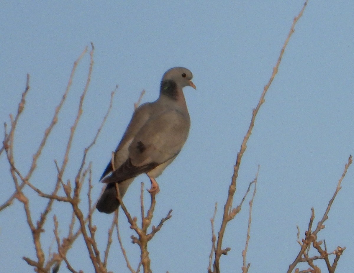 Stock Dove - ML645846497