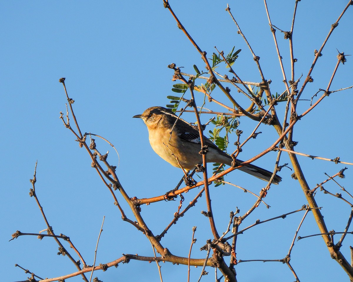Northern Mockingbird - ML645846500