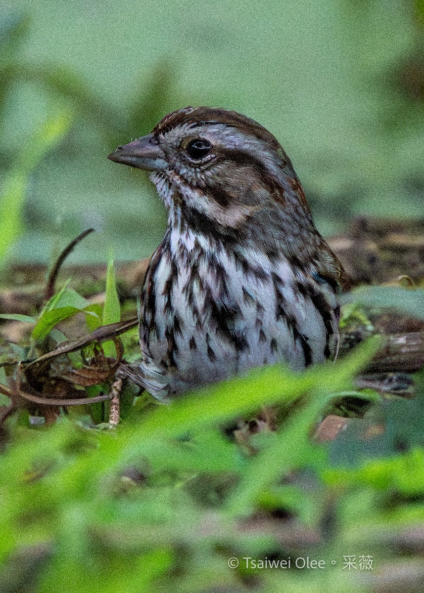 Song Sparrow - ML645846501