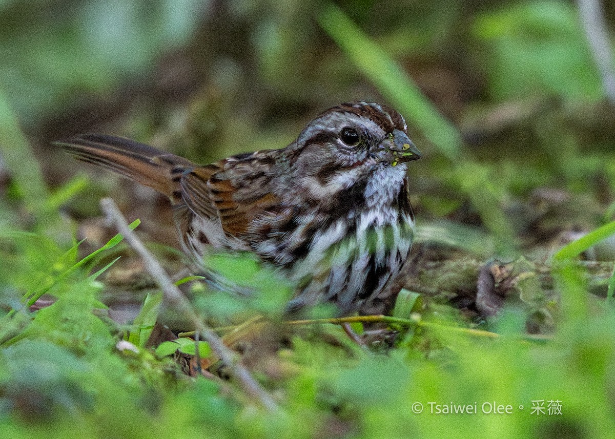 Song Sparrow - ML645846504