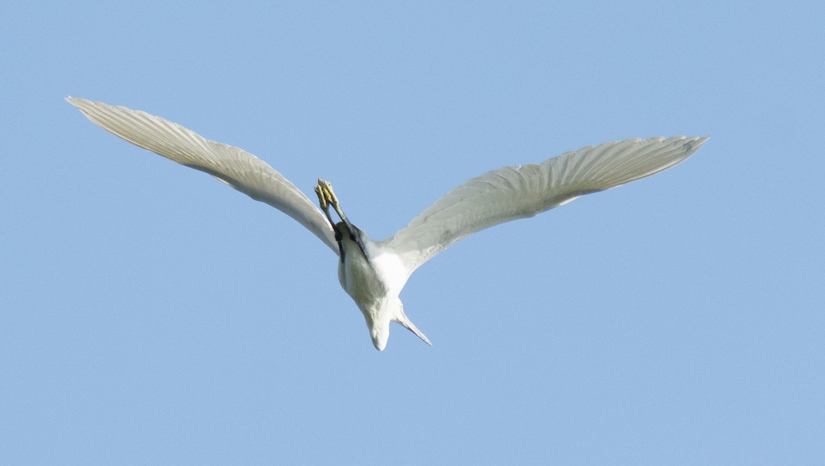 Aigrette garzette - ML645846508