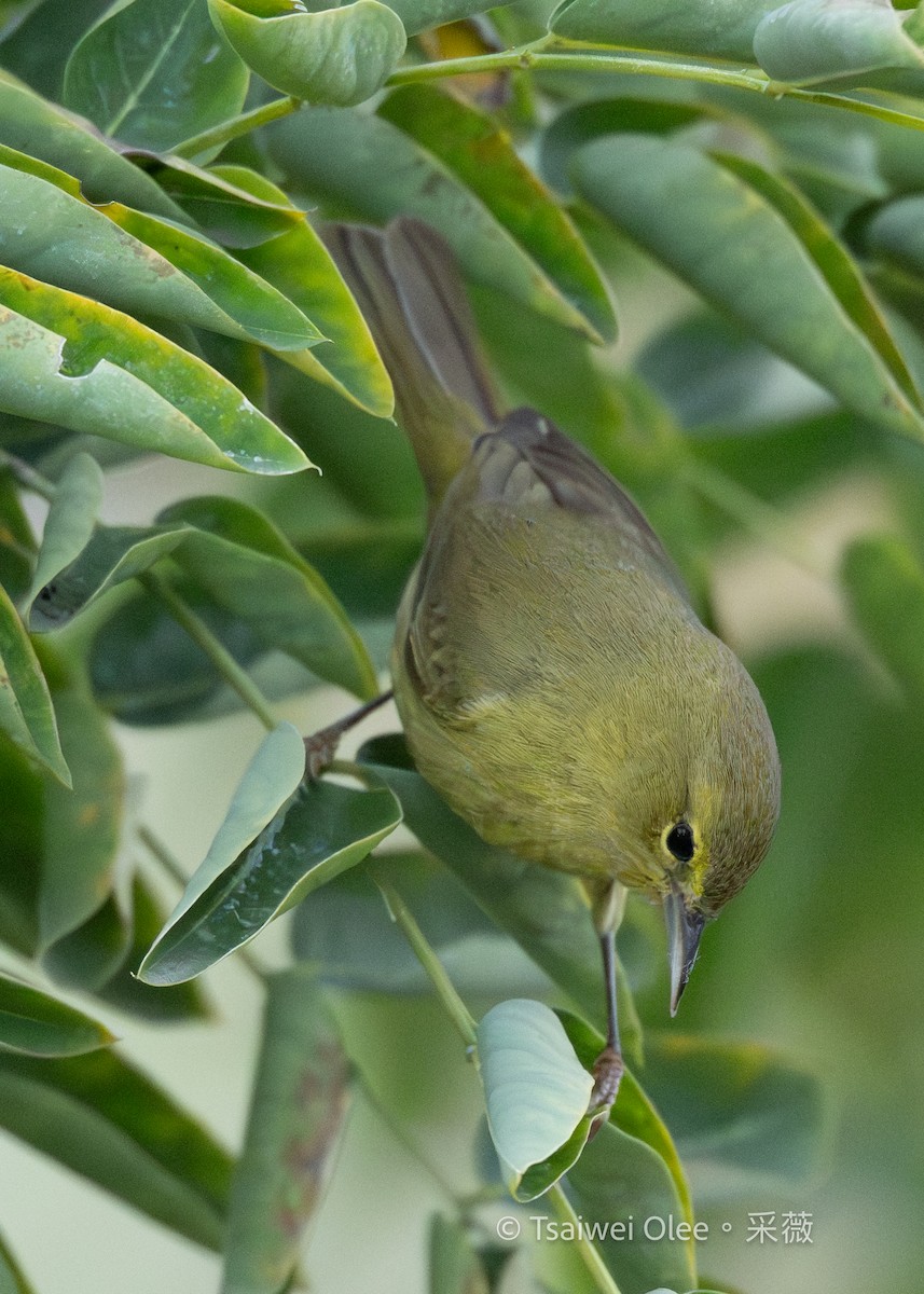 Orange-crowned Warbler - ML645846530