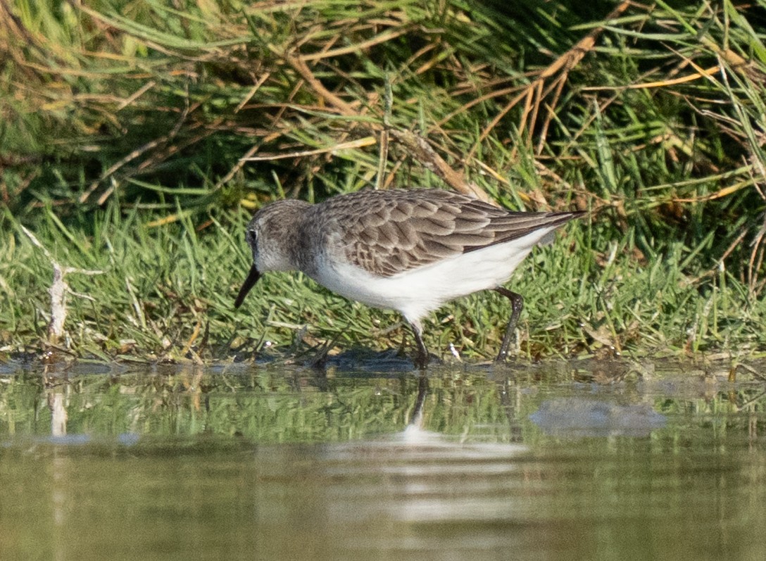 Küçük Kumkuşu - ML645846531