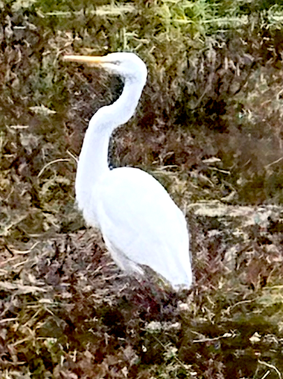 Great Egret - ML645846534