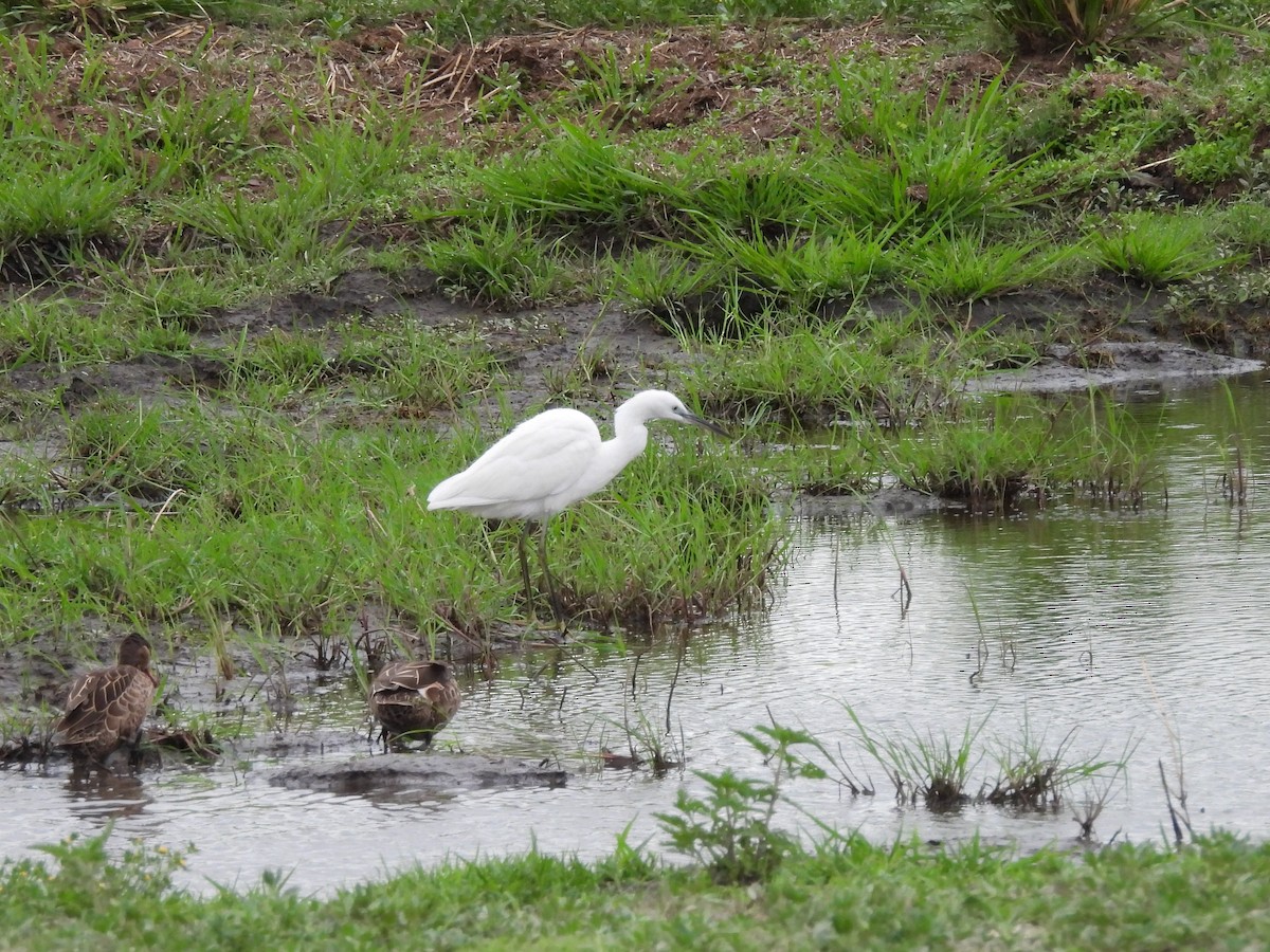 Aigrette garzette - ML645846536