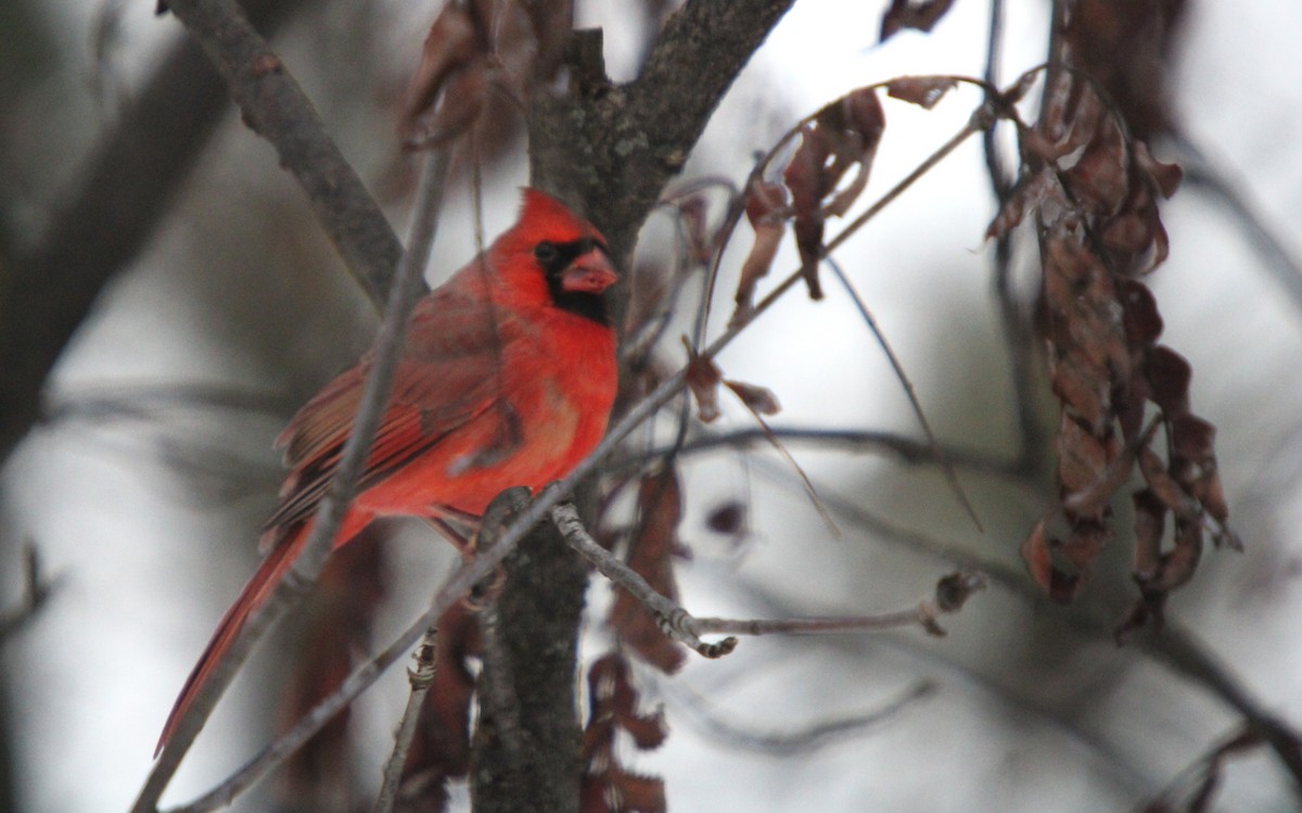 Northern Cardinal - ML645846543