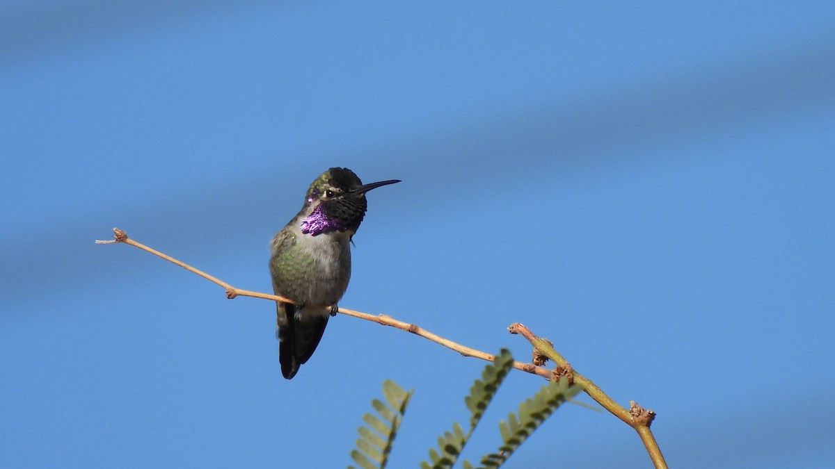 Costa's Hummingbird - ML645846552
