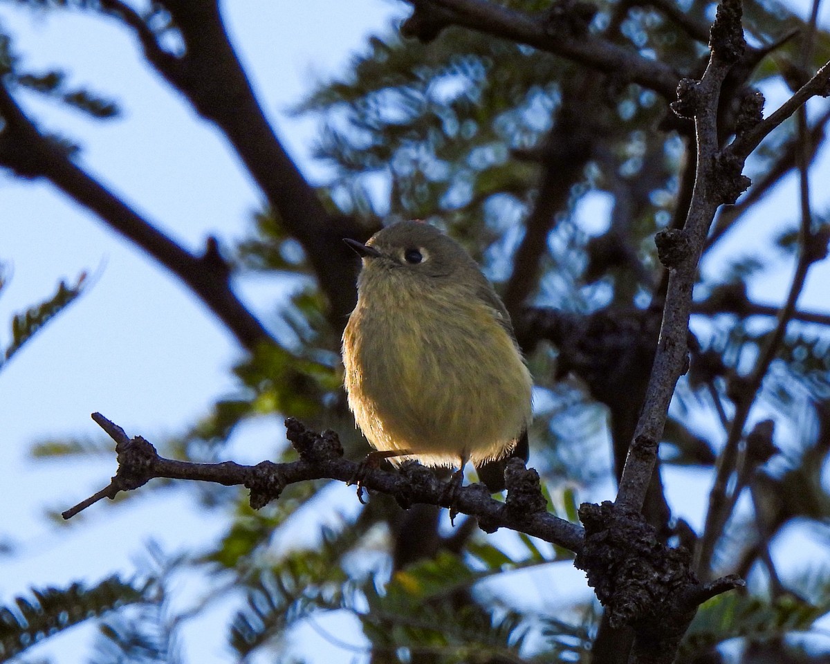 králíček americký - ML645846556