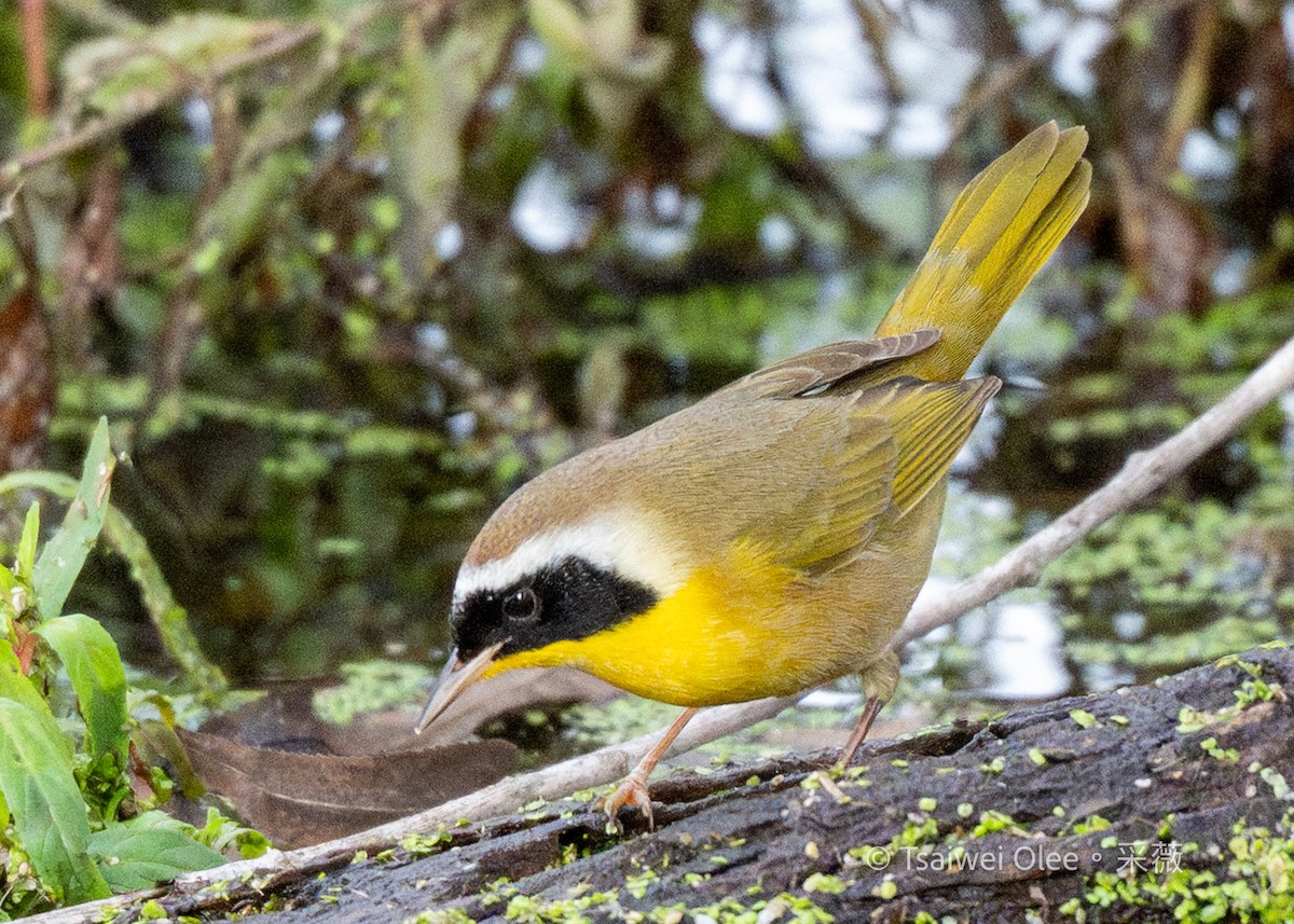 Common Yellowthroat - ML645846558