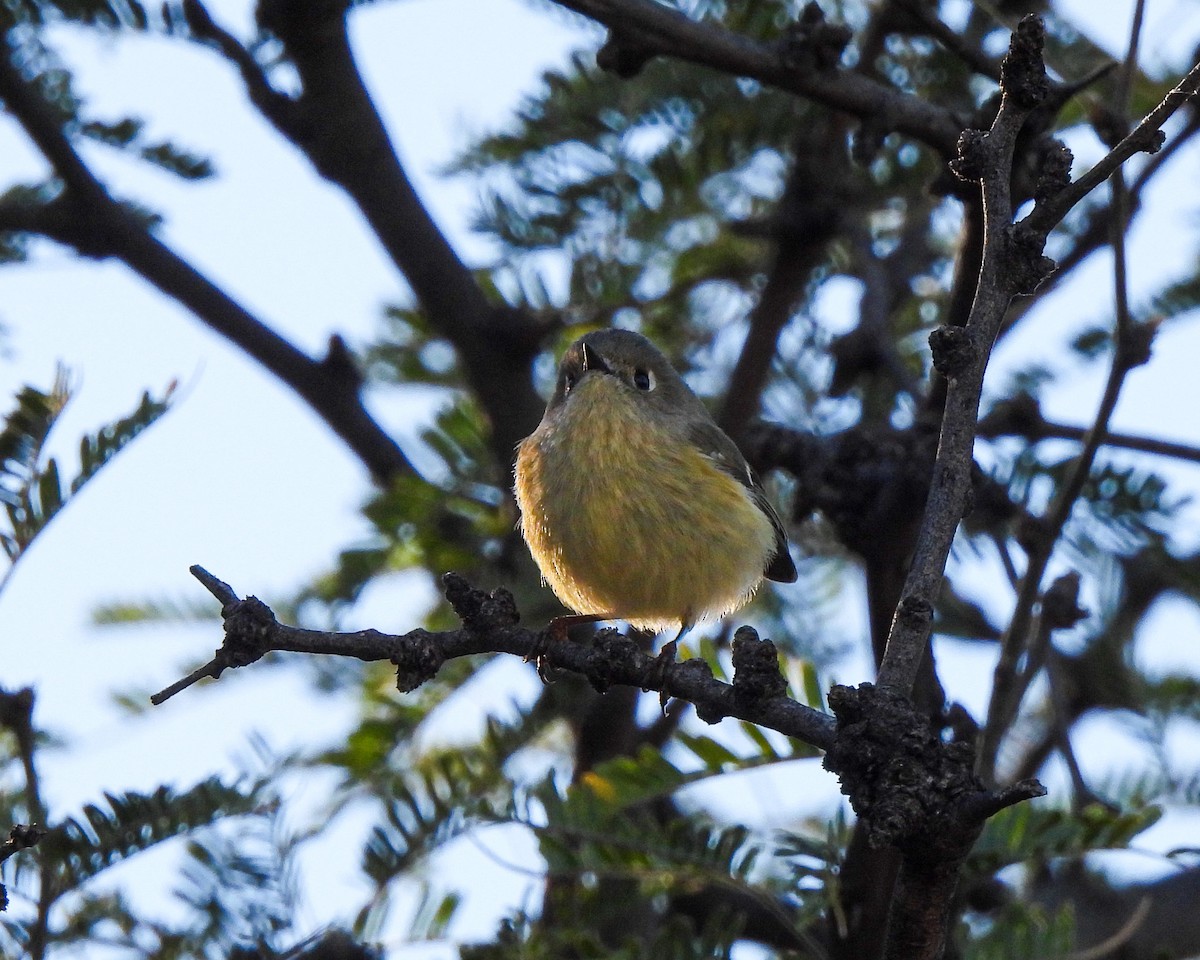 králíček americký - ML645846559