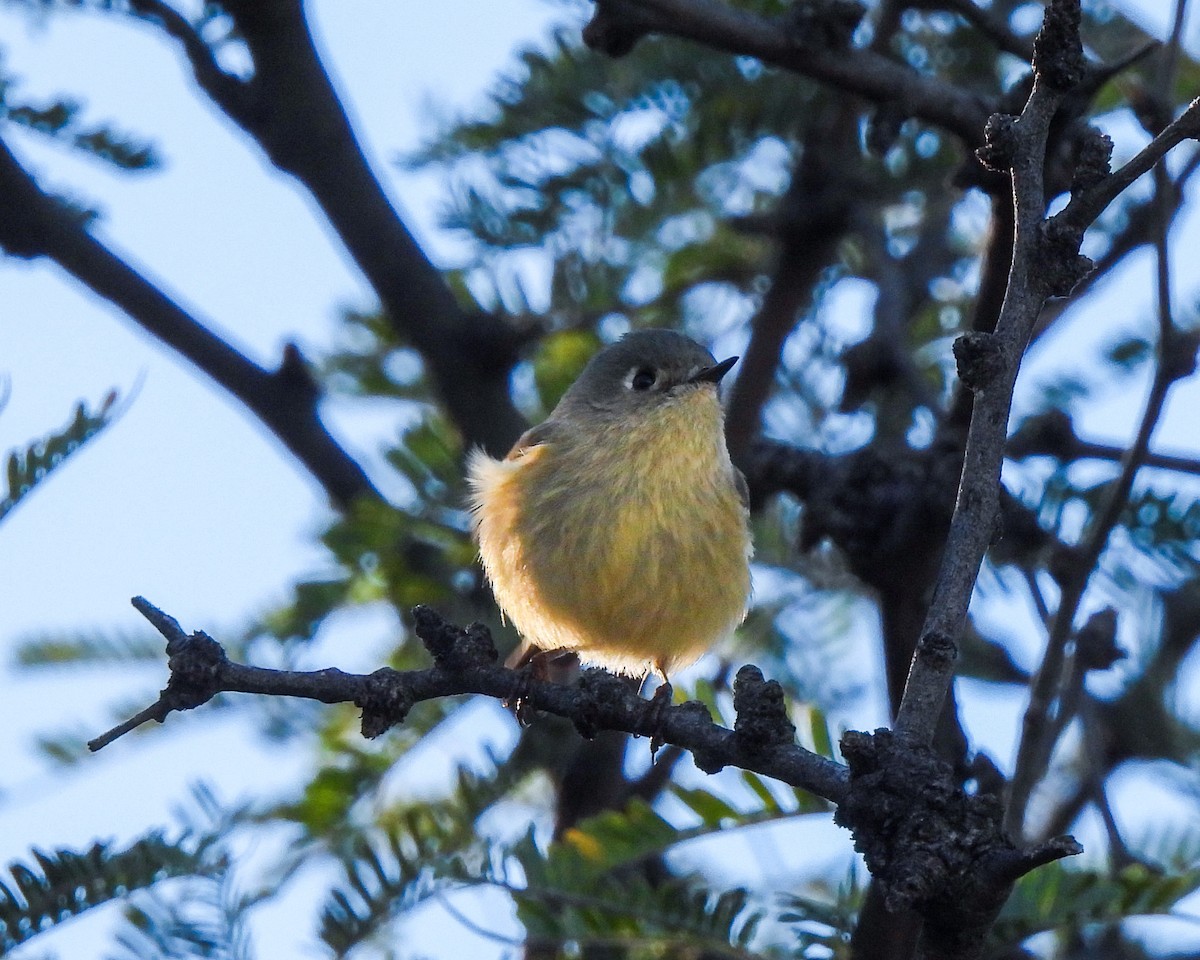 králíček americký - ML645846561