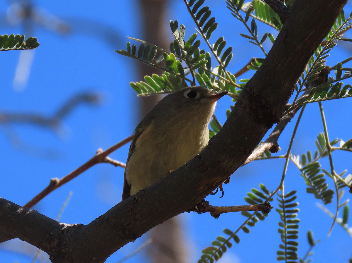 králíček americký - ML645846570