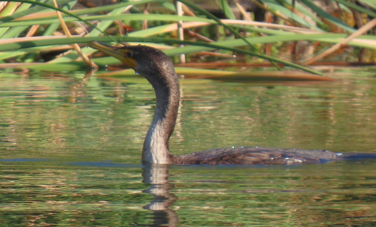 Cormoran à aigrettes - ML645846573