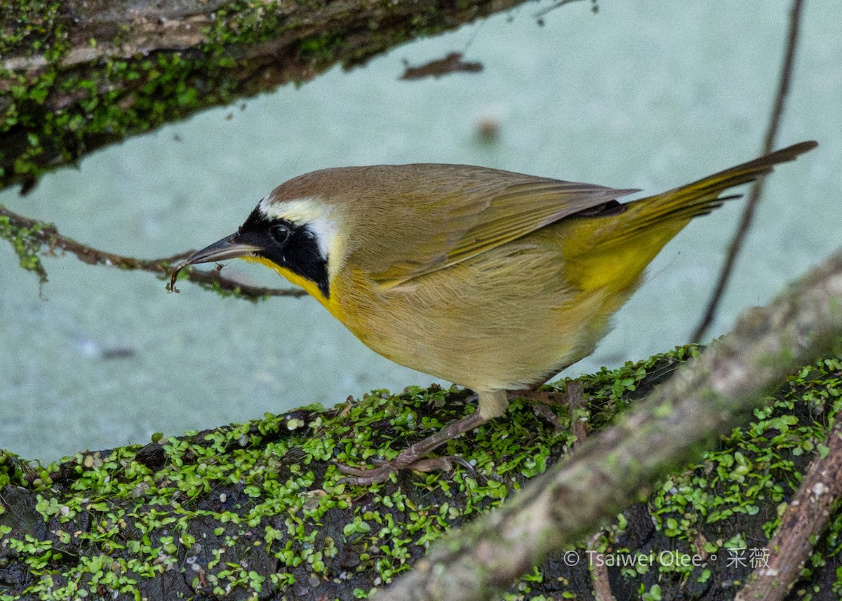Common Yellowthroat - ML645846576