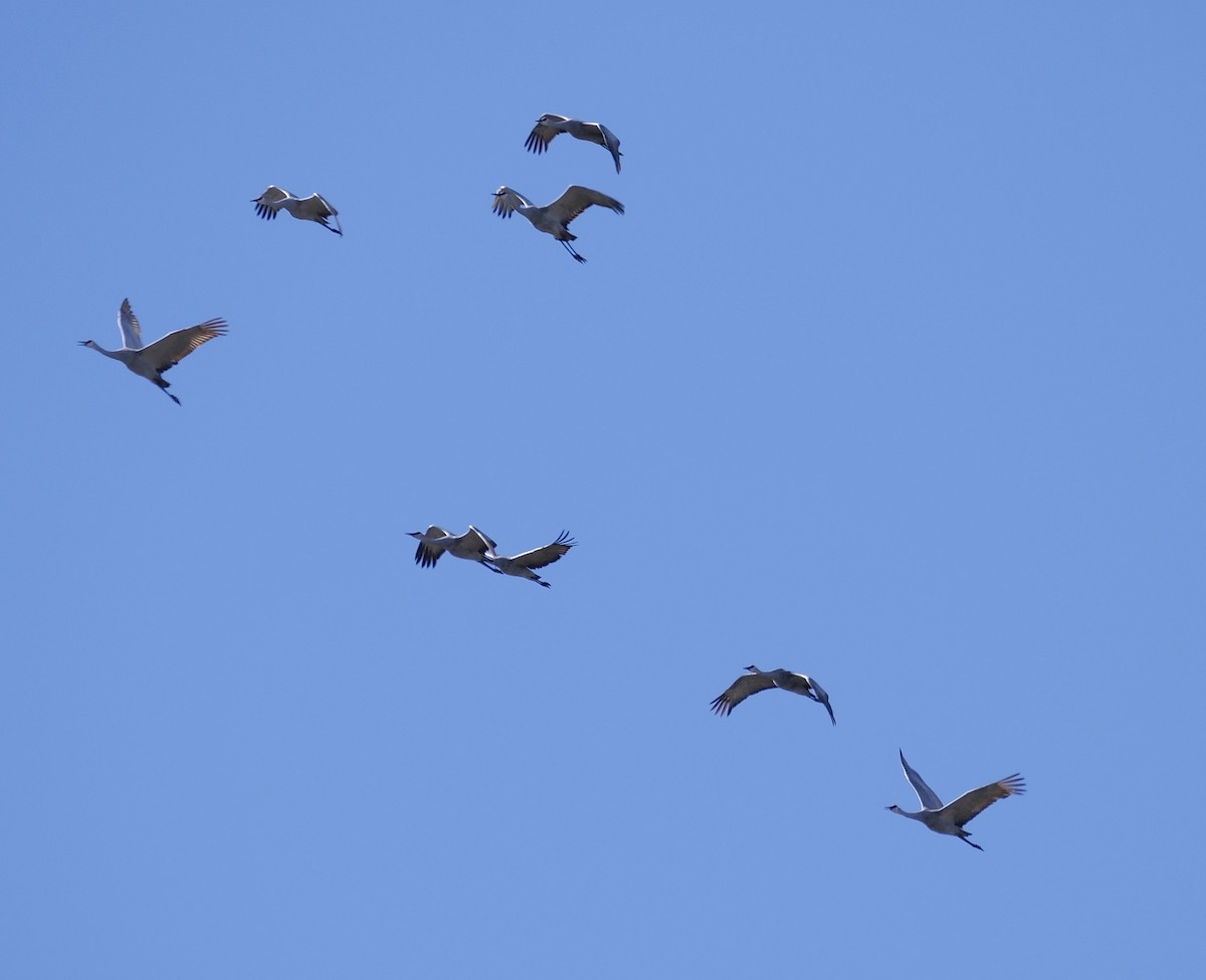 カナダヅル - ML645846579