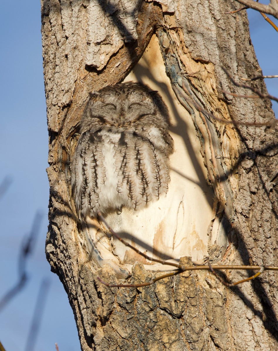 Eastern Screech-Owl - ML645846587