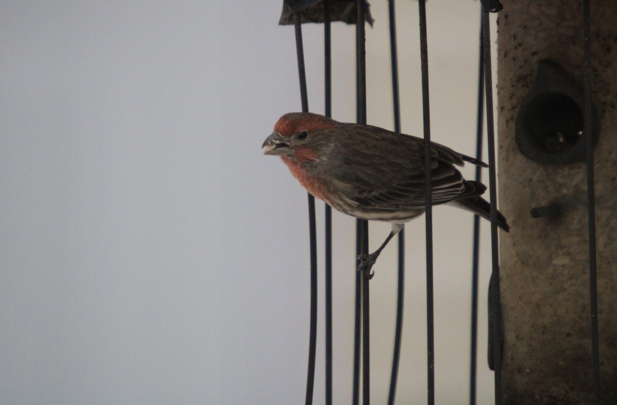 House Finch - ML645846588