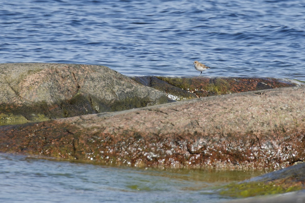 Küçük Kumkuşu - ML645846591