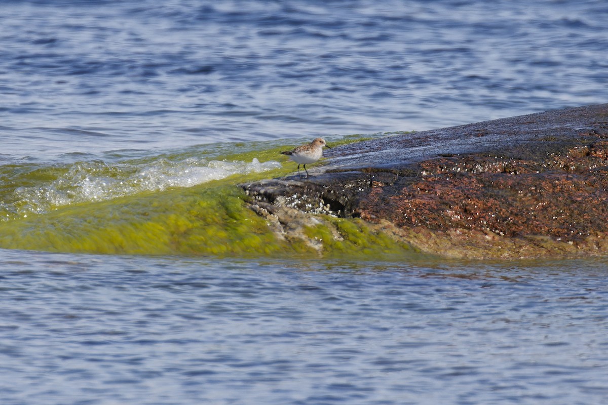 Küçük Kumkuşu - ML645846592