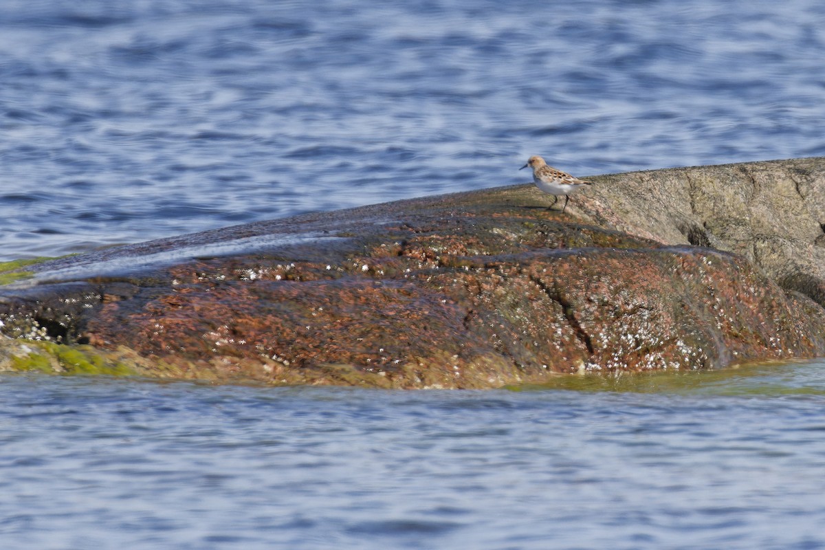 Küçük Kumkuşu - ML645846593