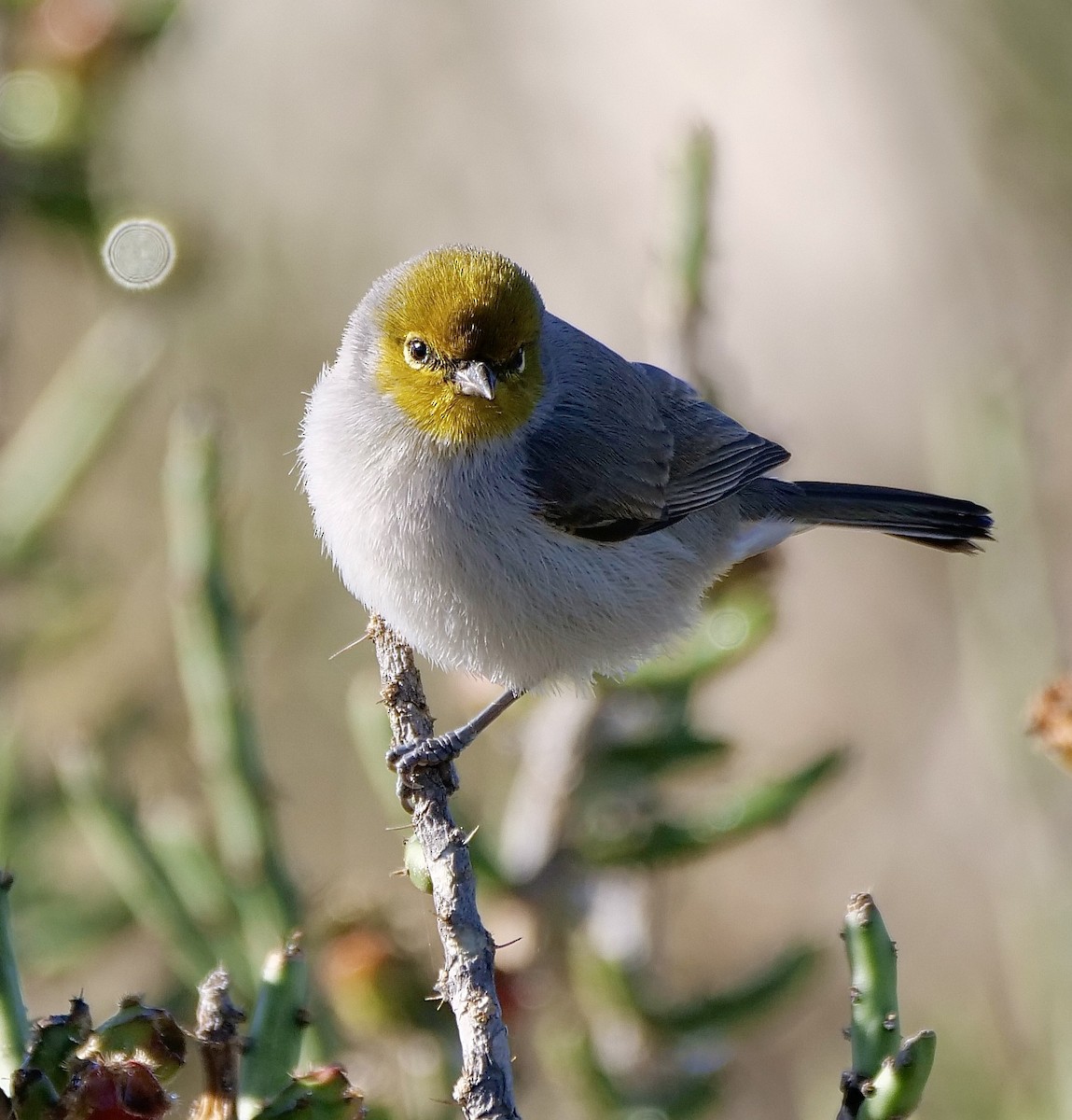 アメリカツリスガラ - ML645846594