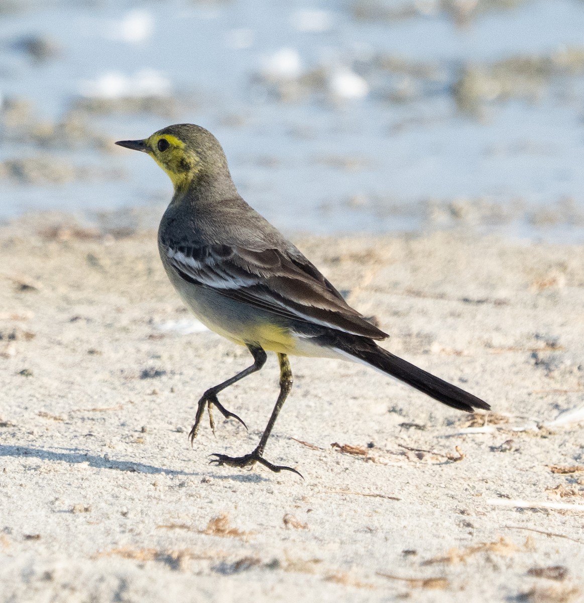 黃頭鶺鴒 - ML645846600