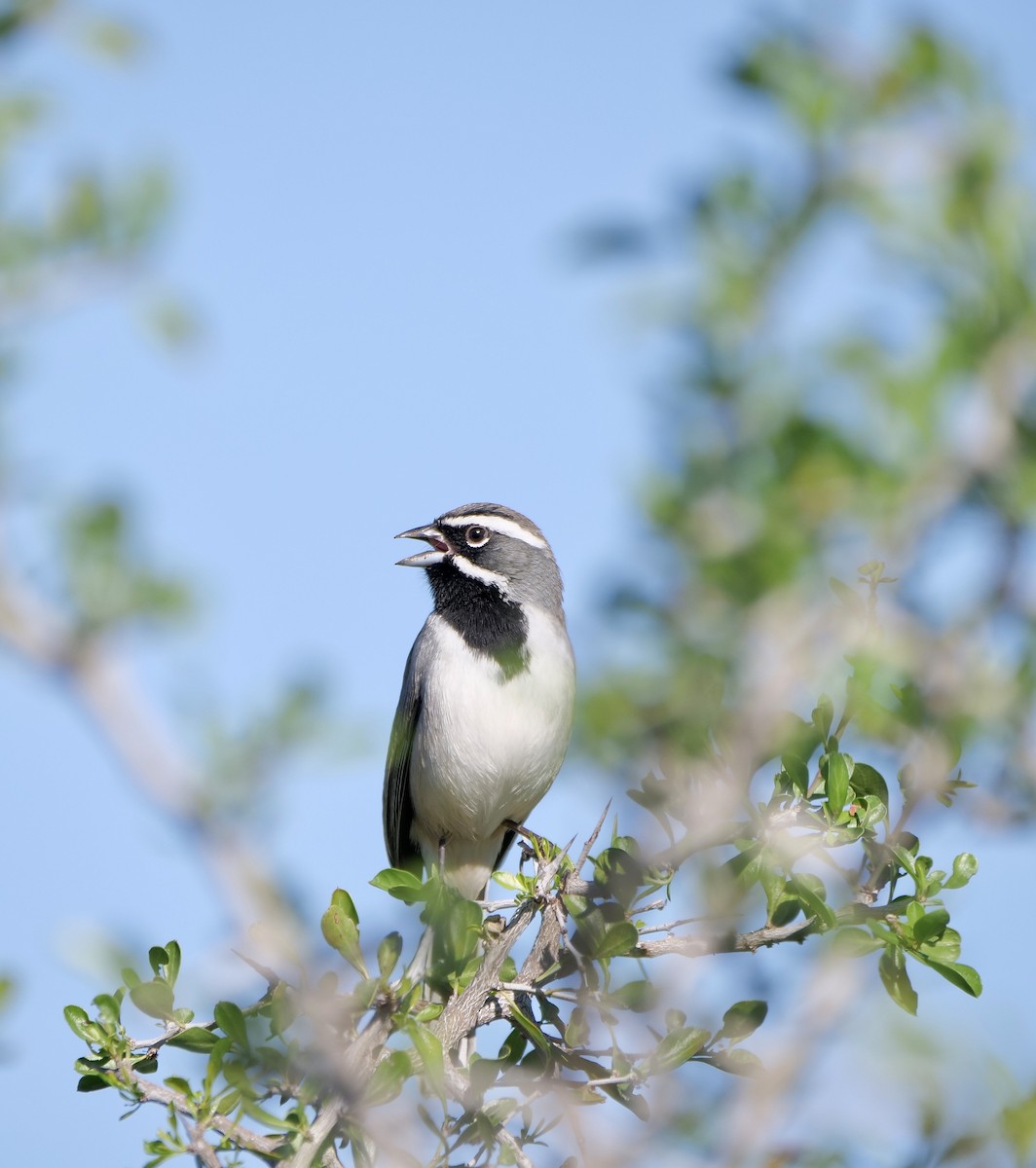 Black-throated Sparrow - ML645846602