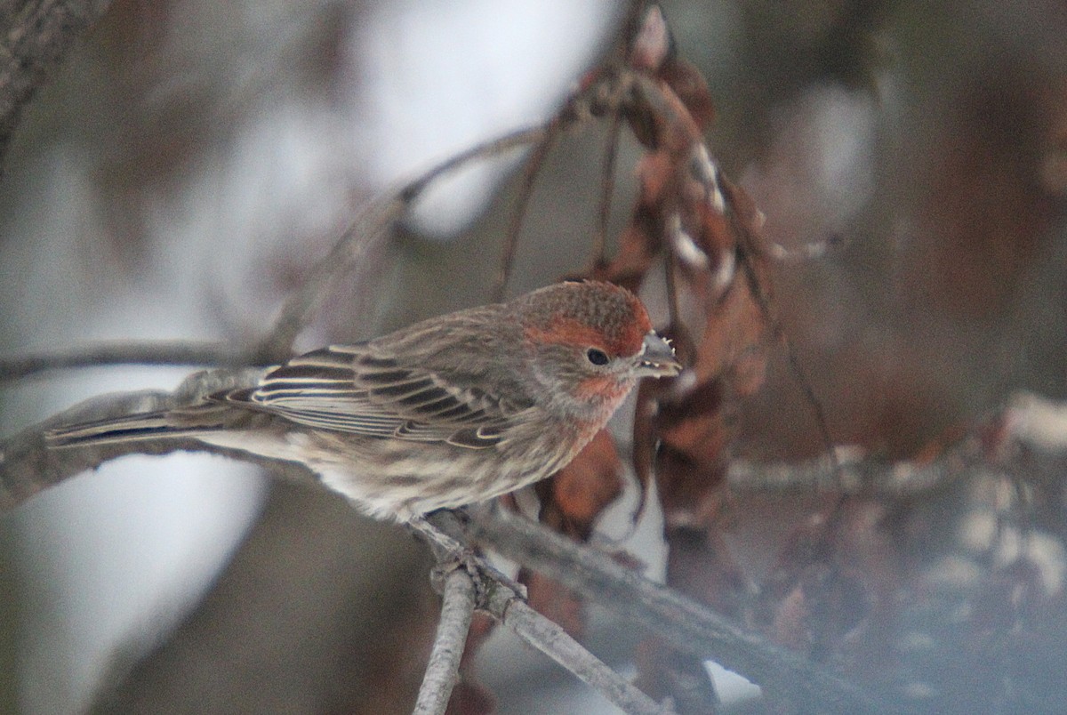 House Finch - ML645846611