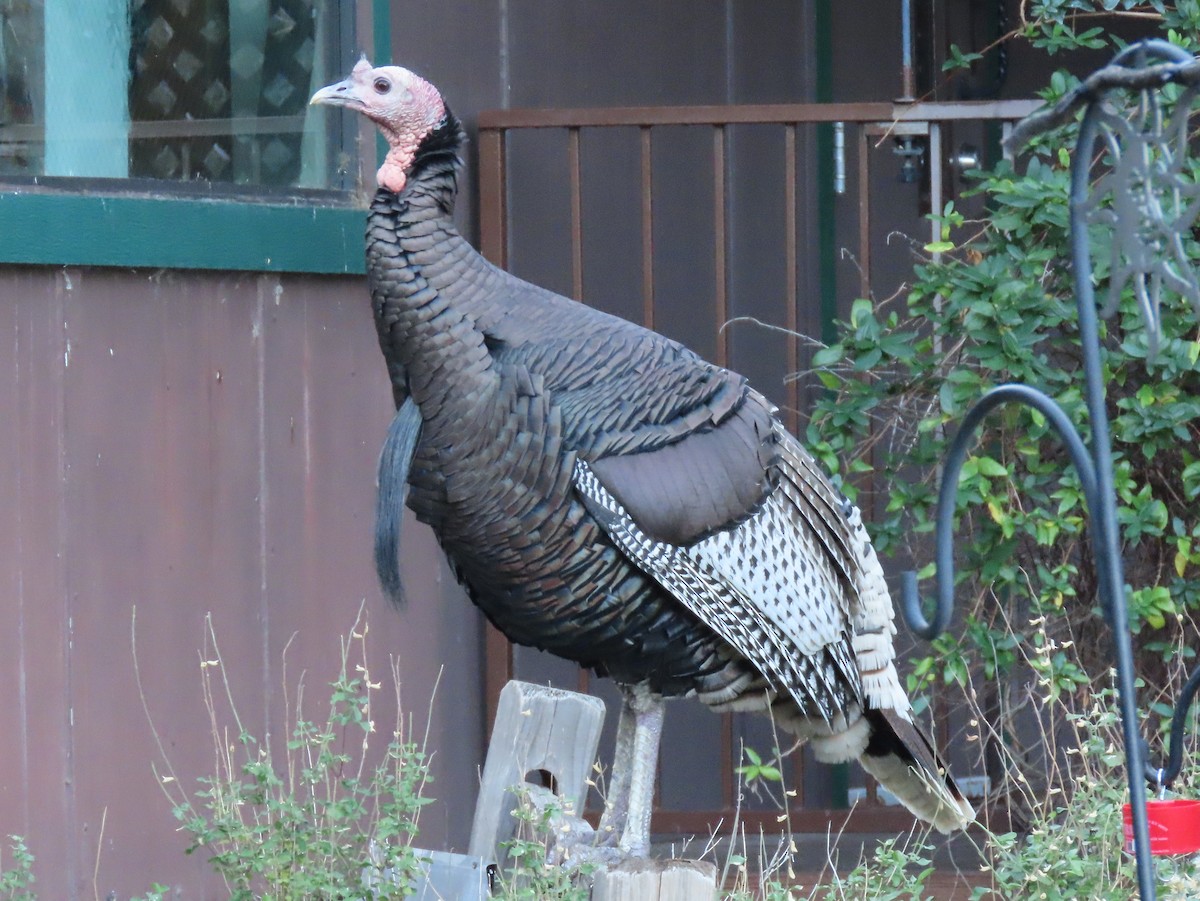 Wild Turkey - ML645846612