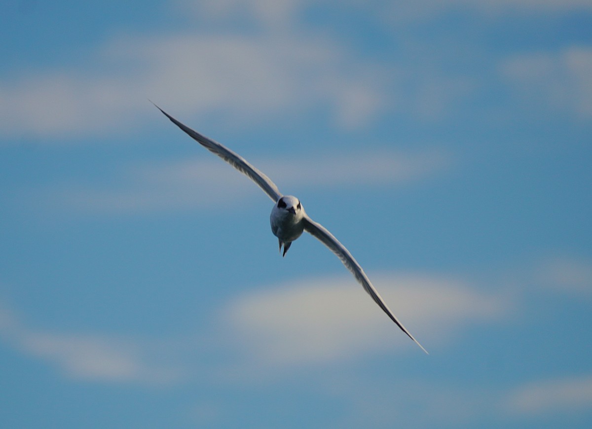 Forster's Tern - ML645846620
