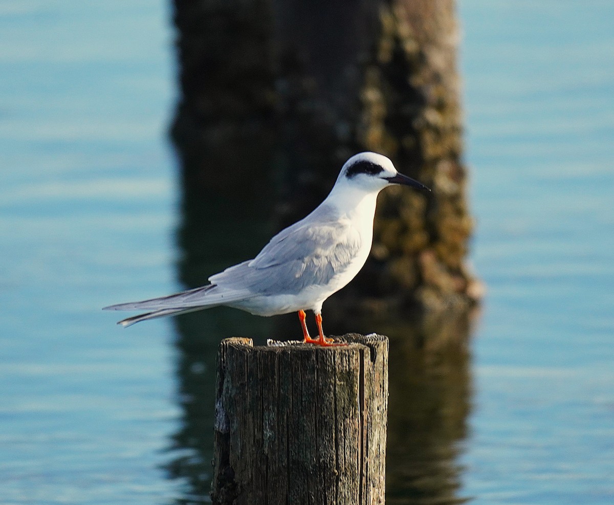 Forster's Tern - ML645846621