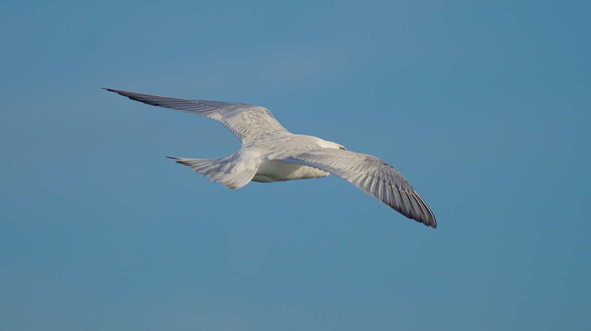 Forster's Tern - ML645846622
