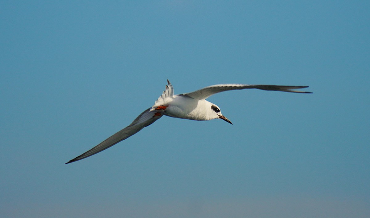 Forster's Tern - ML645846623