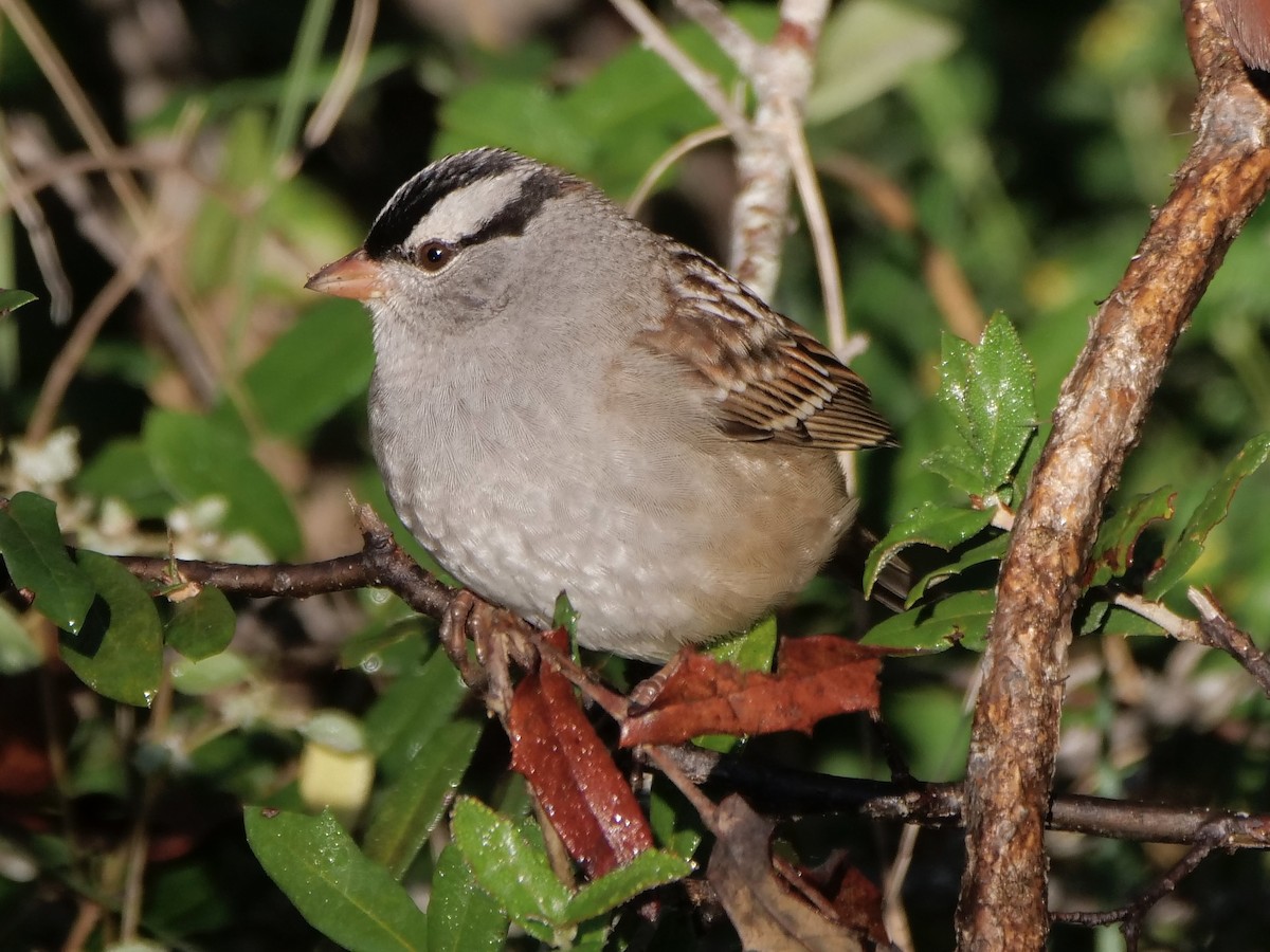 ミヤマシトド - ML645846627