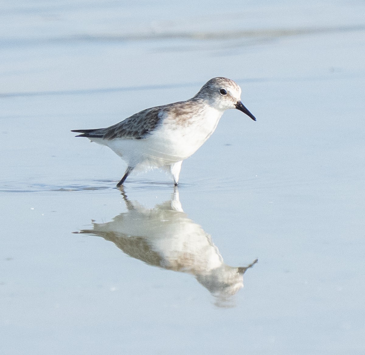 Küçük Kumkuşu - ML645846628