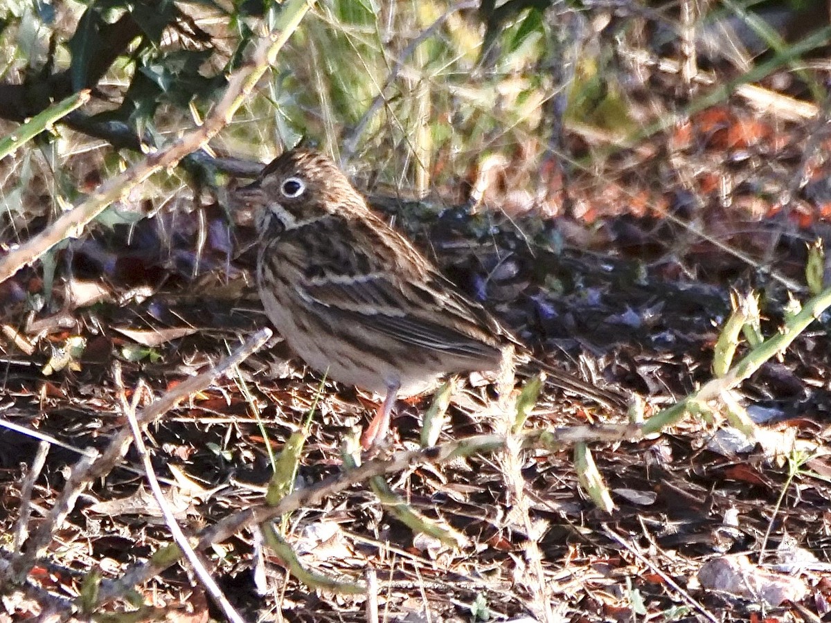 Vesper Sparrow - ML645846634