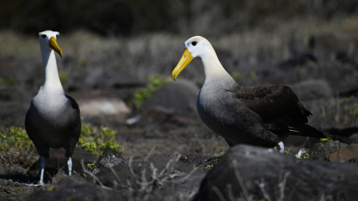 albatros galapážský - ML645846639