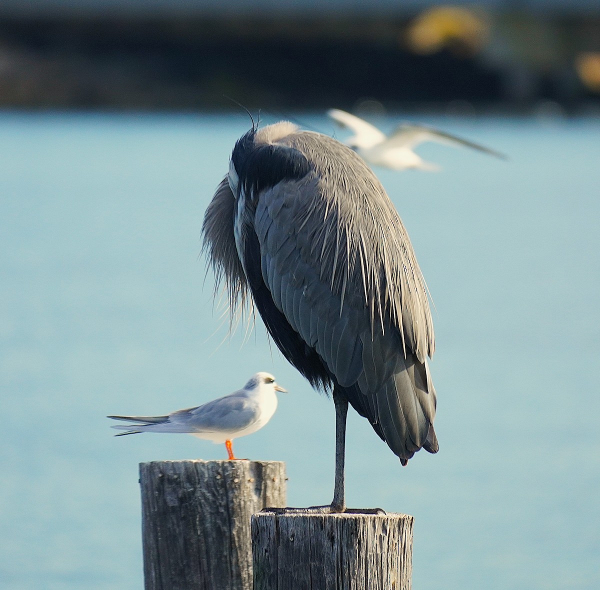 Great Blue Heron - ML645846641