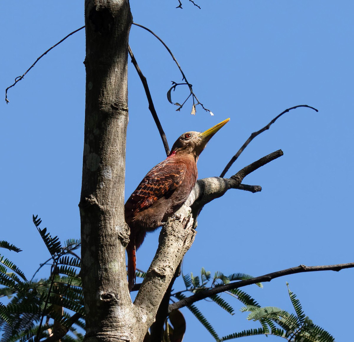 Bay Woodpecker - ML645846642