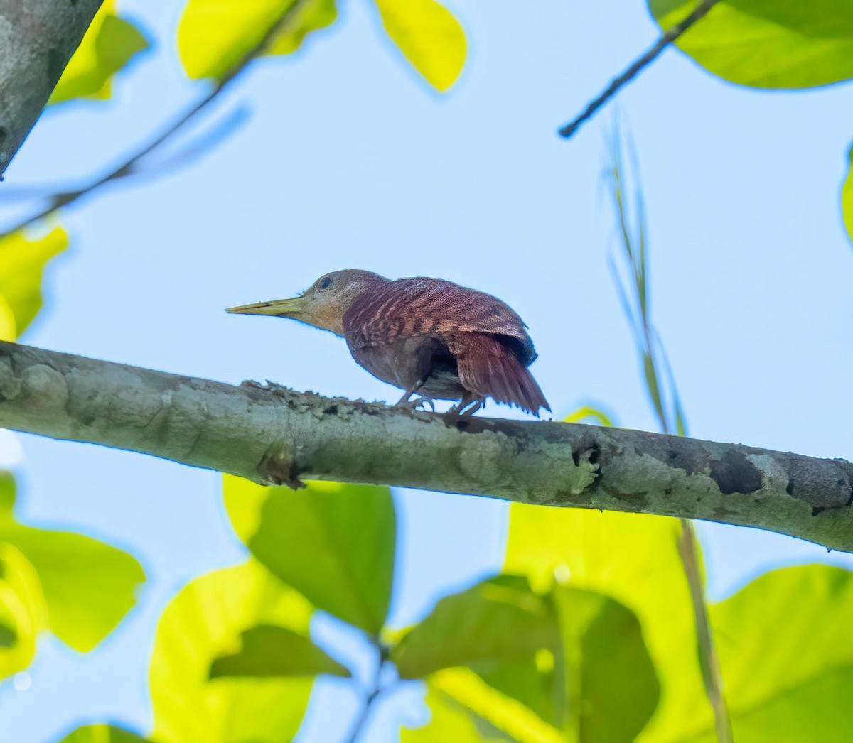 Bay Woodpecker - ML645846643