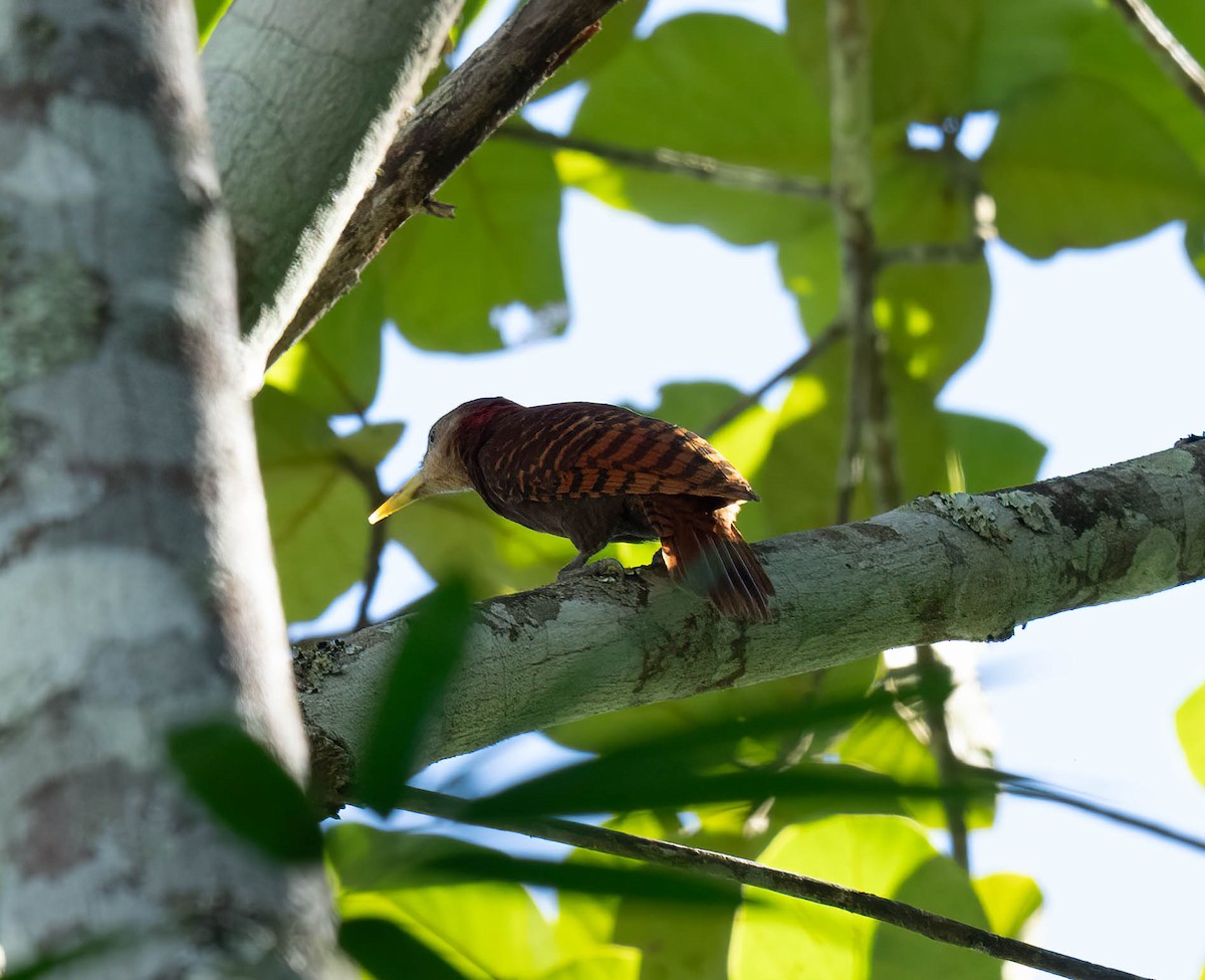 Bay Woodpecker - ML645846644